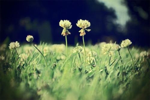 西班牙网课哪家好