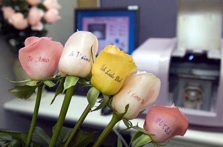 基础西语学习:有关水果的词汇