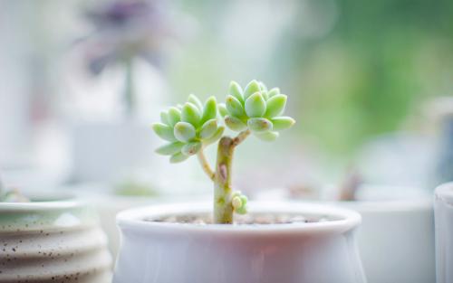 哪里培训西语好?