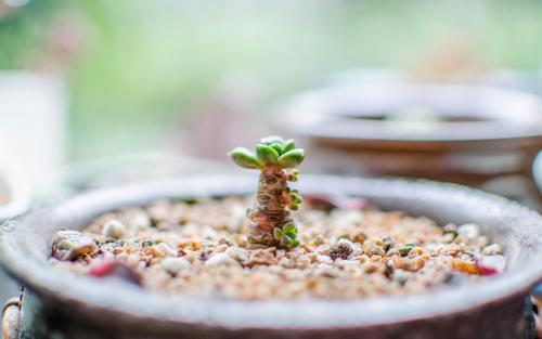 哪里西班牙语课程好?