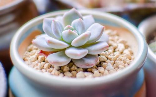 网课西班牙语哪家好