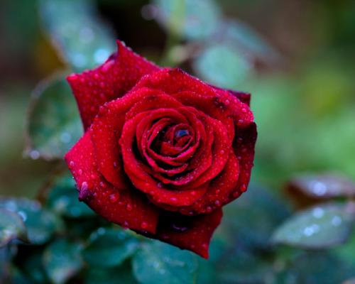 意大利语学习机构