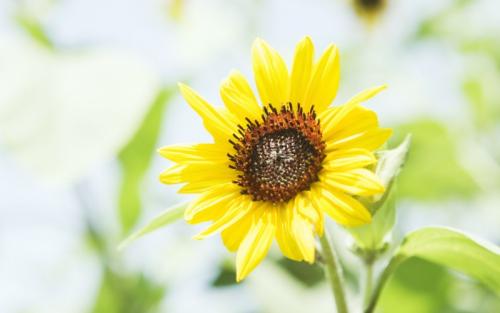 阿拉伯语的学习方法