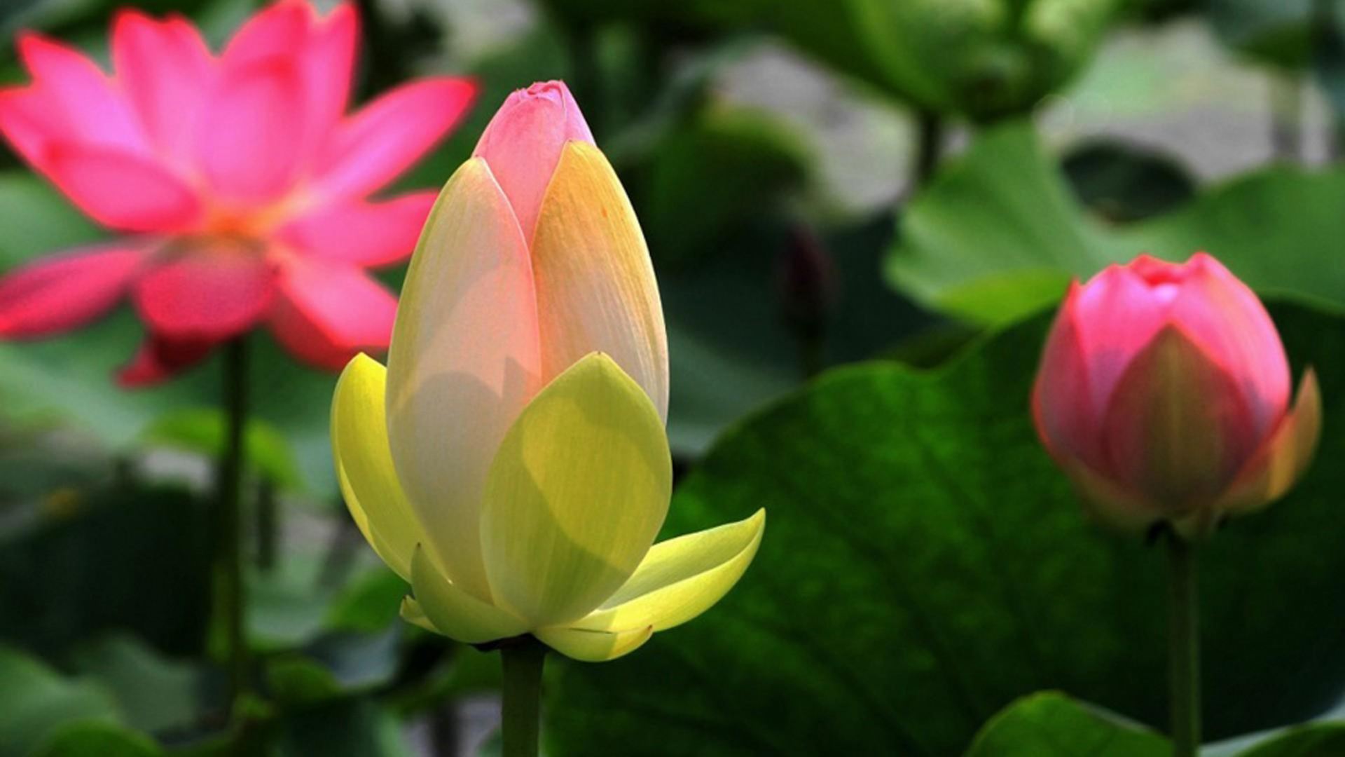 西班牙语专业就业前景