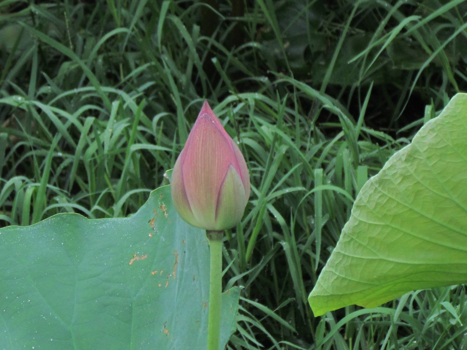 学习西语基础语法:物主形容词
