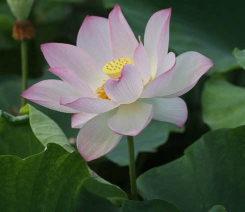 零基础西语学习入门语法