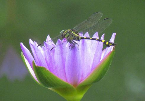 哪里说西班牙语