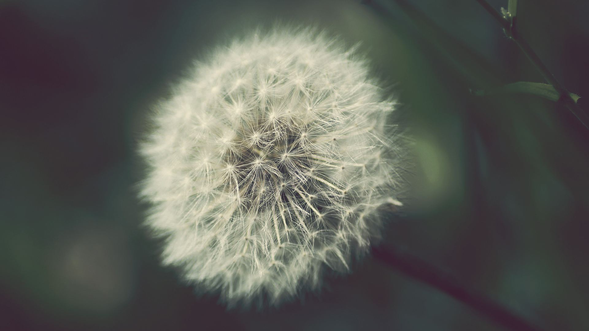 阿拉伯语网校学习哪个好