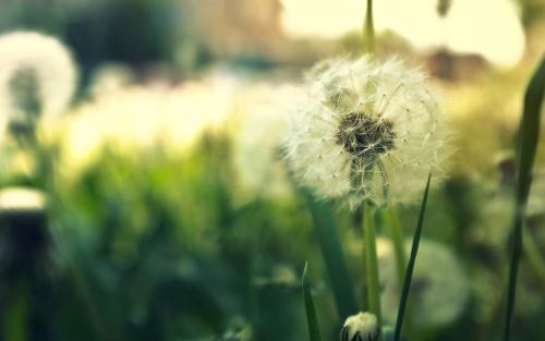 葡萄牙语难不难