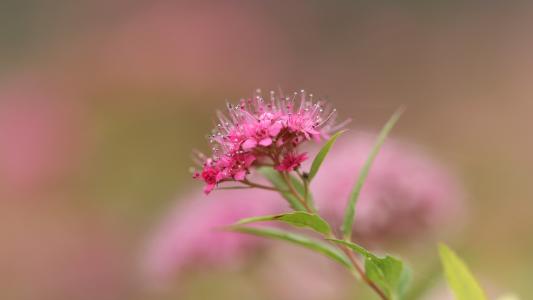 法语的学习难度