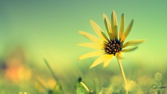 法语的入门词汇:动物相关