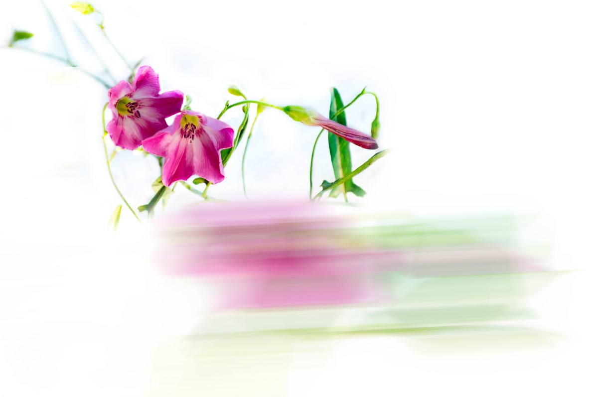 法语初学入门词汇学习