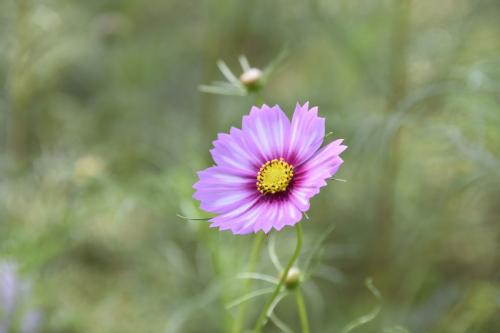 意大利语cils考试介绍