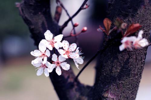 意大利语发音基础规则