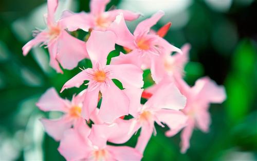 意大利语去哪儿学