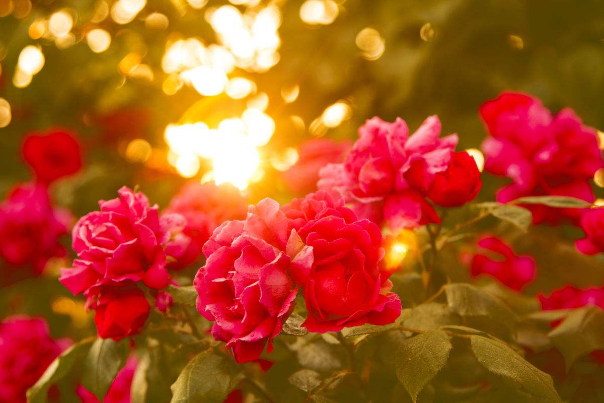 西语零基础学习打电话常用语