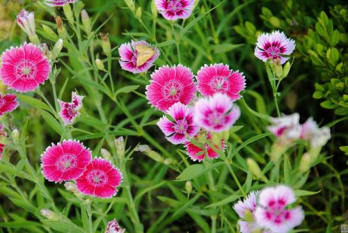 阿拉伯语考级介绍