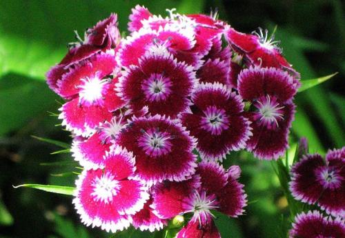 阿拉伯语考试有哪些