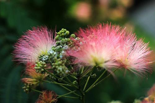 阿拉伯语*入门语法知识