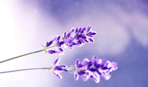 哪里有葡萄牙语a2课程