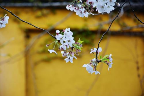 免费德语学习网站