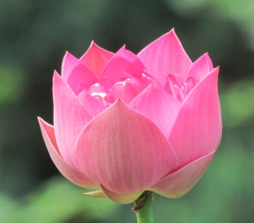 哪里可以学习简单葡萄牙语句子?