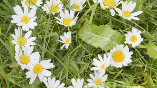 德语说明语在句子中的位置