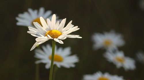 西班牙语常用动词