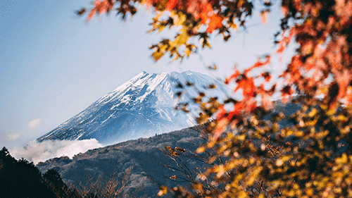 初级意大利语词汇:鲜花